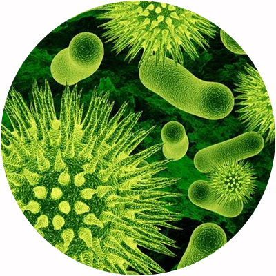 microorganismos